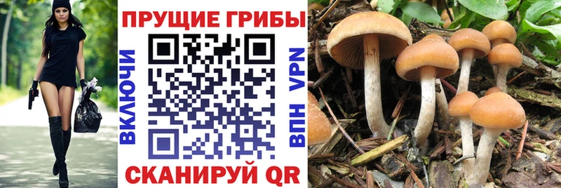 хочу   Вяземский  Галлюциногенные грибы Psilocybine cubensis 